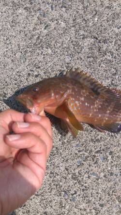 ロックフィッシュ狙い